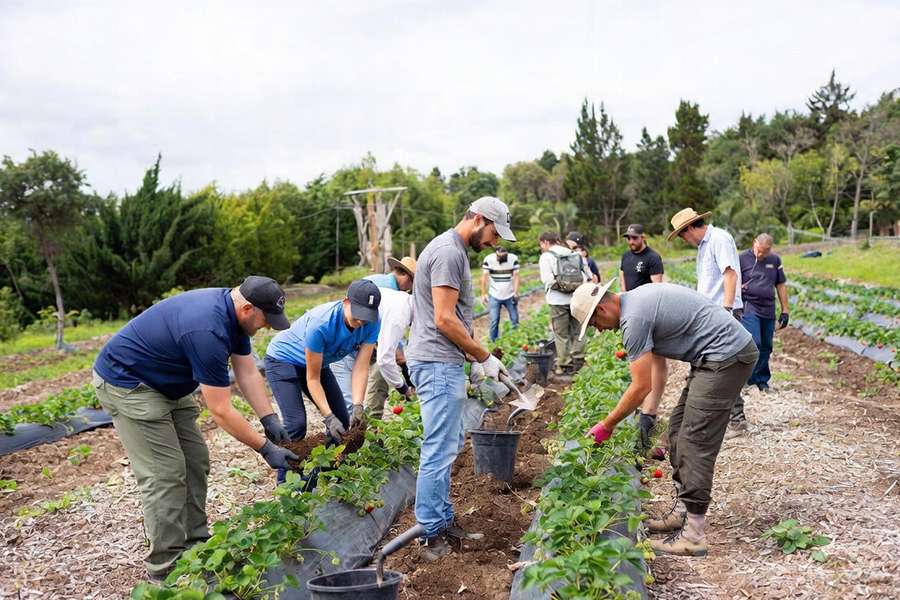 đơn hàng tokutei trồng rau củ dâu tây nhật bản (1)