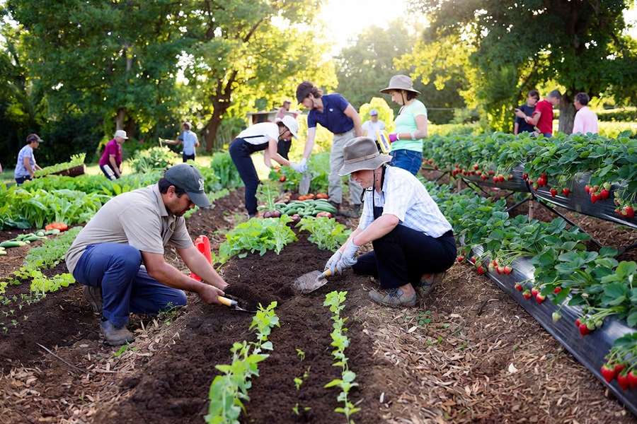 đơn hàng tokutei trồng rau củ dâu tây nhật bản (2)