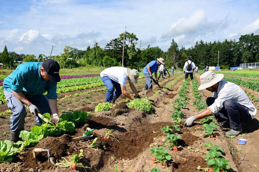 đơn hàng tokutei trồng rau củ dâu tây nhật bản (3)